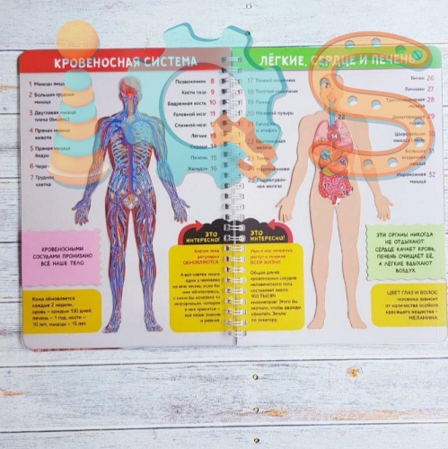Книга-игра про мое тело. Изучаем строение организма на прозрачном фоне 6+  iQSclub магазин настольных и развивающих игр фото 5